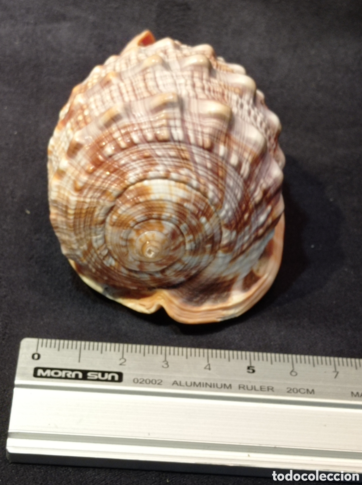 Coleccionismo de moluscos: CONCHA CASSIS RUFA 9 CM - Foto 4
