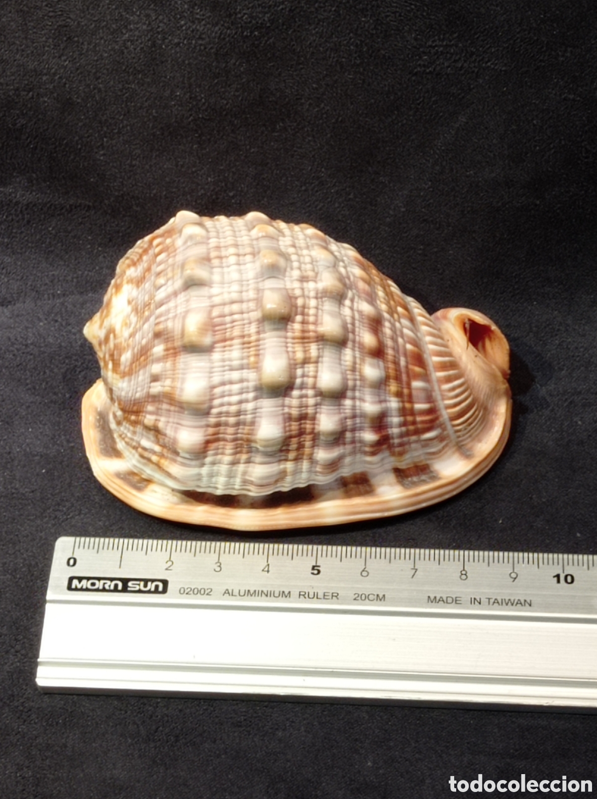 Coleccionismo de moluscos: CONCHA CASSIS RUFA 9 CM - Foto 1