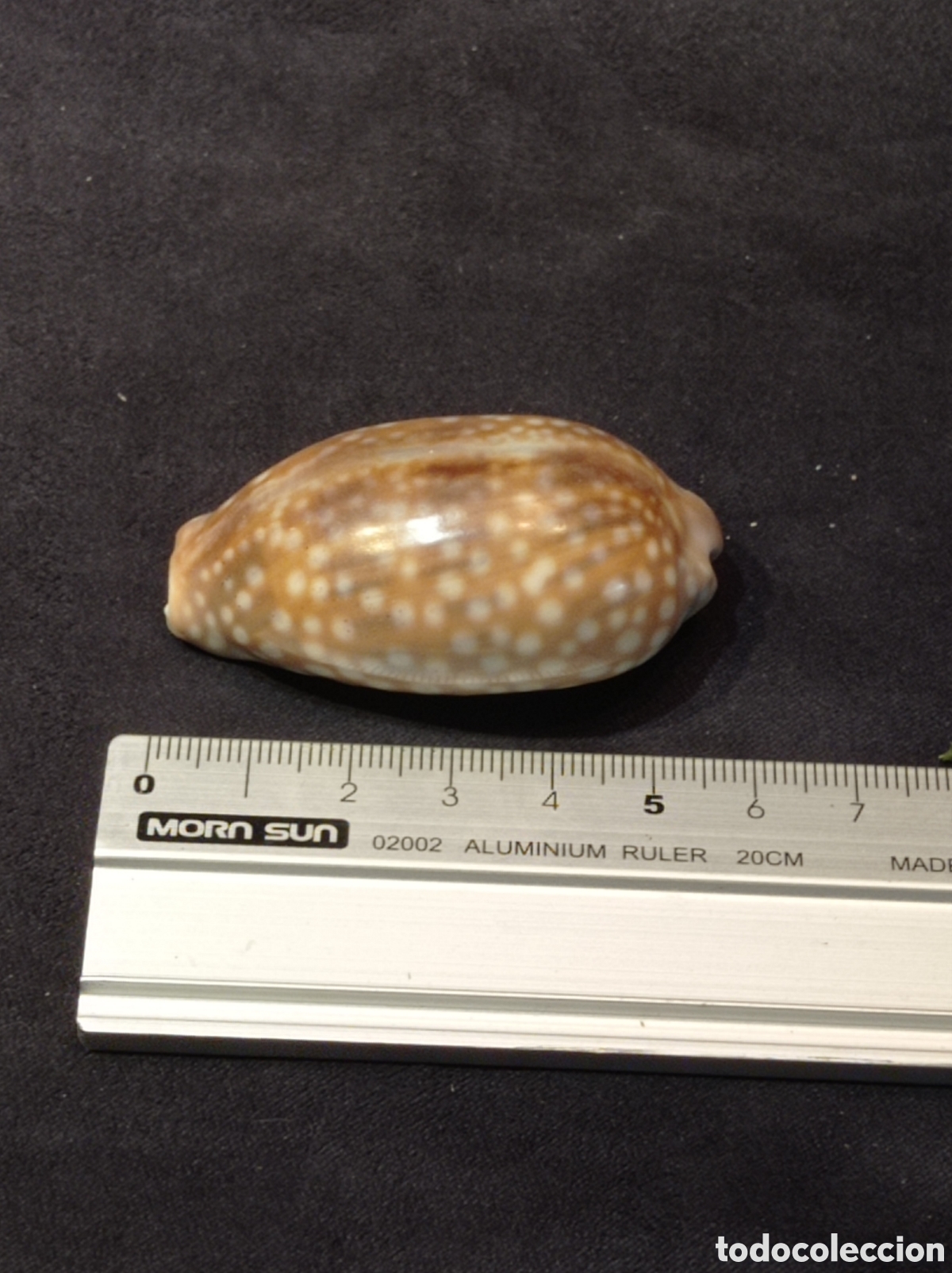 Coleccionismo de moluscos: CONCHA CAURI TIGRE 5,5 CM - Foto 2