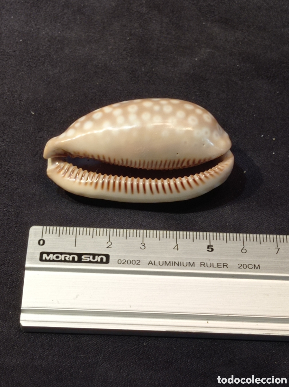 Coleccionismo de moluscos: CONCHA CAURI TIGRE 5,5 CM - Foto 3