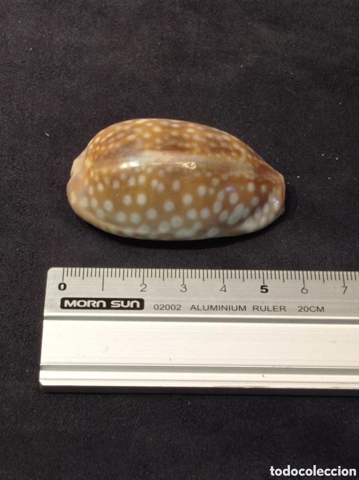 Coleccionismo de moluscos: CONCHA CAURI TIGRE 5,5 CM - Foto 1