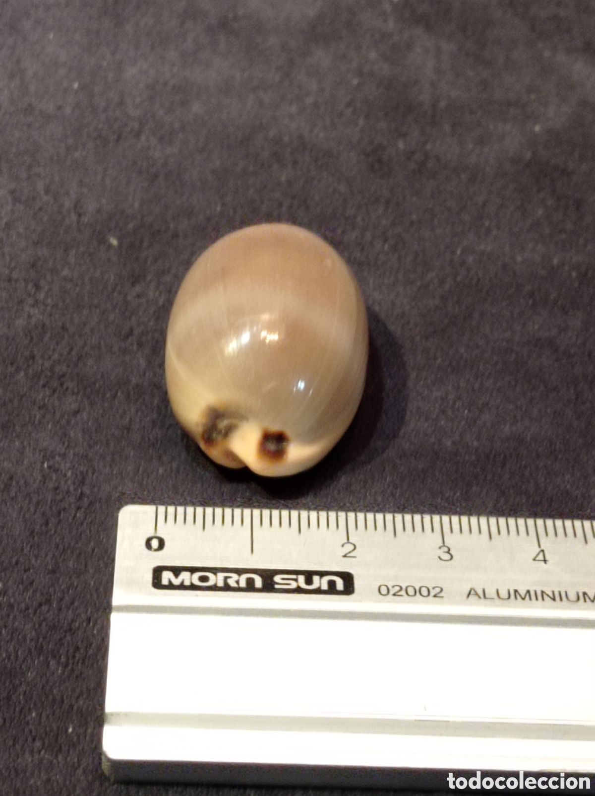Coleccionismo de moluscos: CONCHA CAURI CASTA&Ntilde;O 3,8 CM - Foto 4
