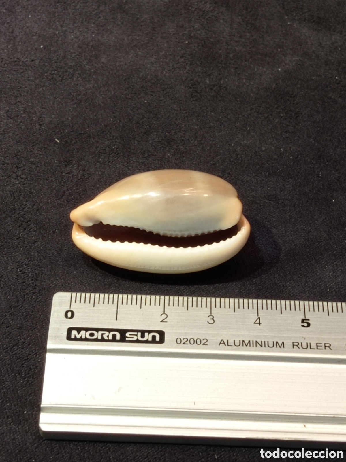 Coleccionismo de moluscos: CONCHA CAURI CASTA&Ntilde;O 3,8 CM - Foto 5