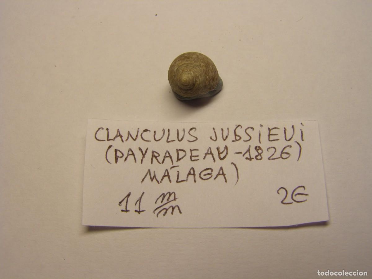 Coleccionismo de moluscos: Caracol snail shell clanculus jussieui. M&aacute;laga. - Foto 1