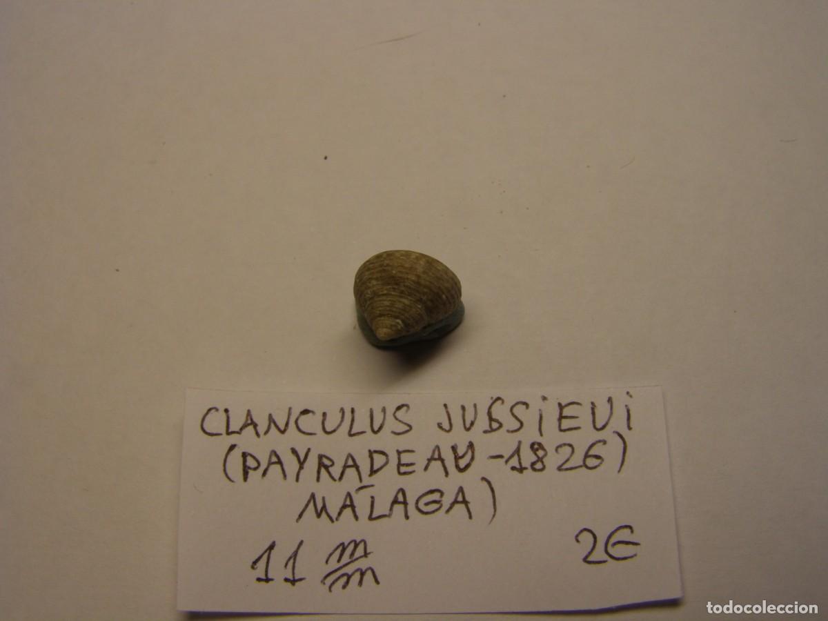 Coleccionismo de moluscos: Caracol snail shell clanculus jussieui. M&aacute;laga. - Foto 2