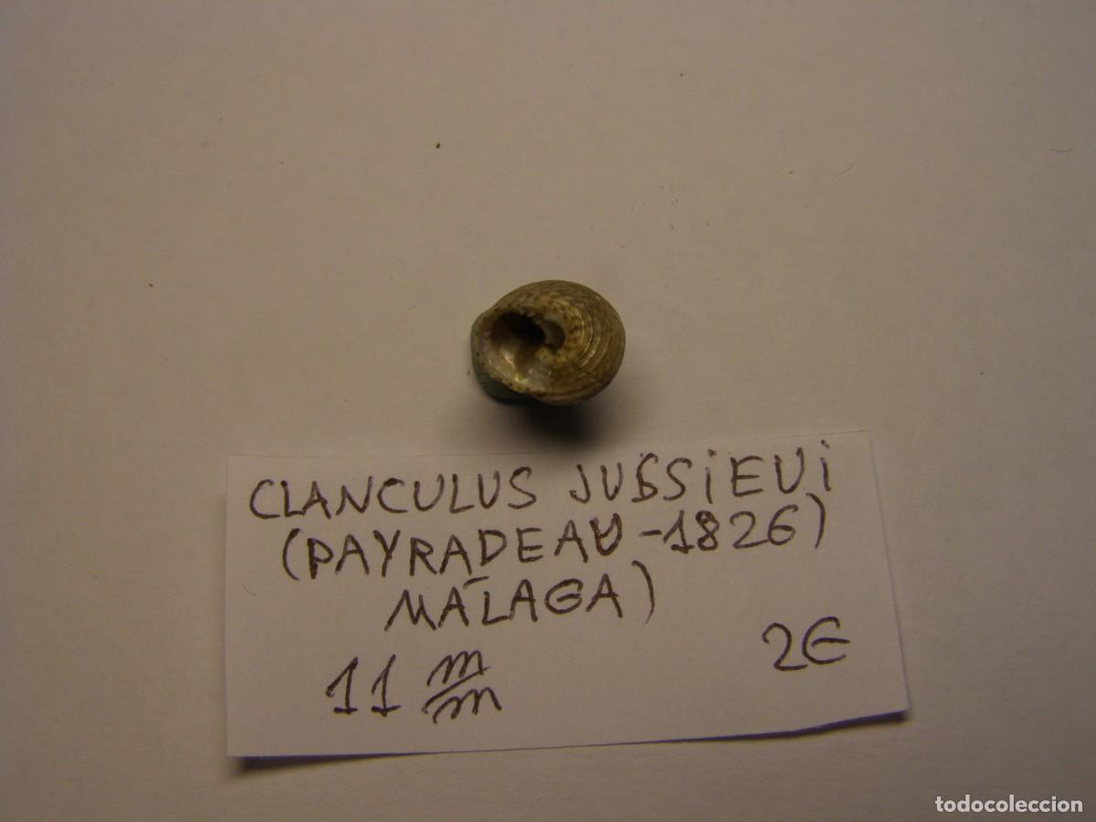 Coleccionismo de moluscos: Caracol snail shell clanculus jussieui. M&aacute;laga. - Foto 3