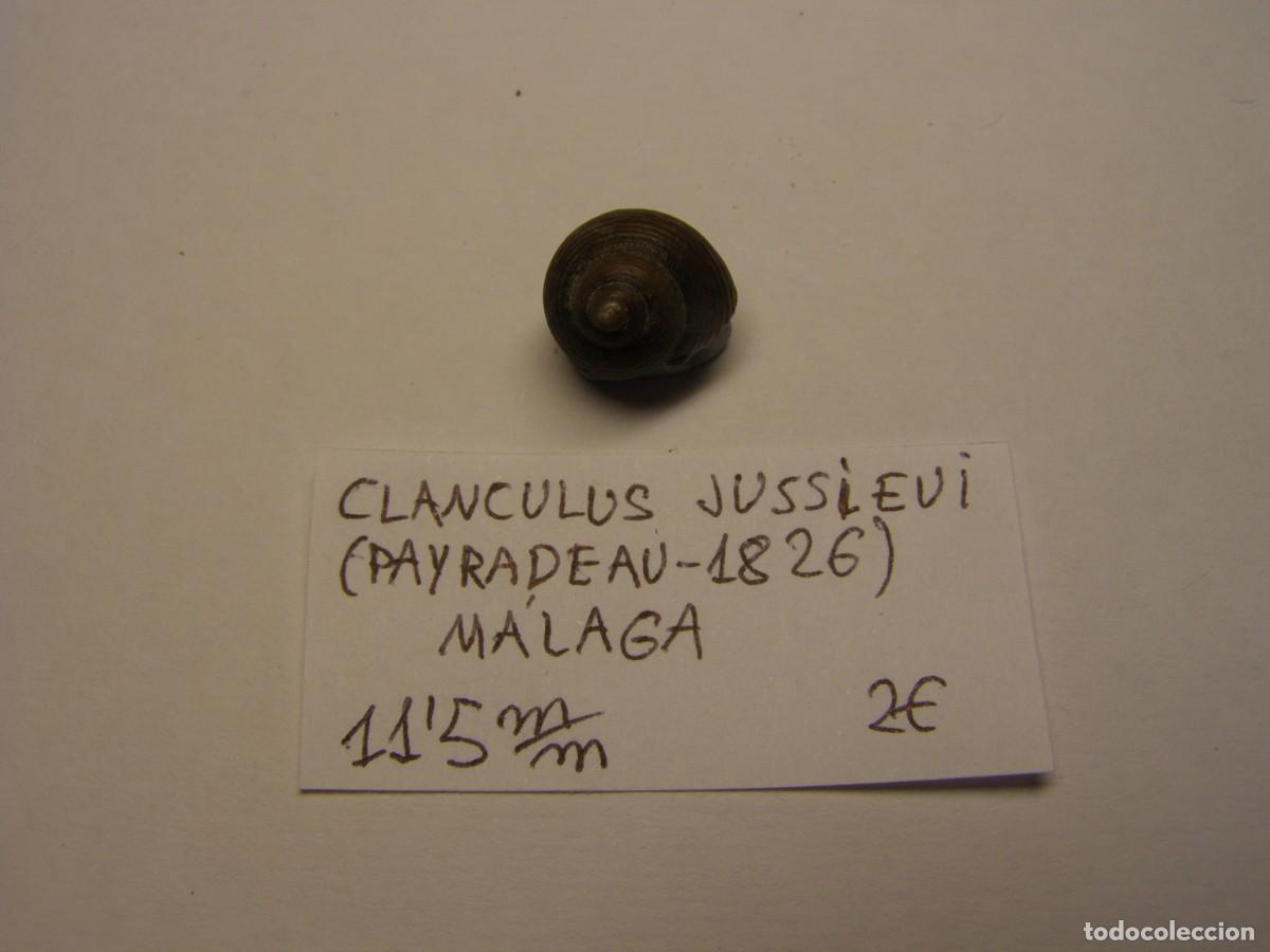 Coleccionismo de moluscos: Caracol snail shell clanculus jussieui. M&aacute;laga. - Foto 1