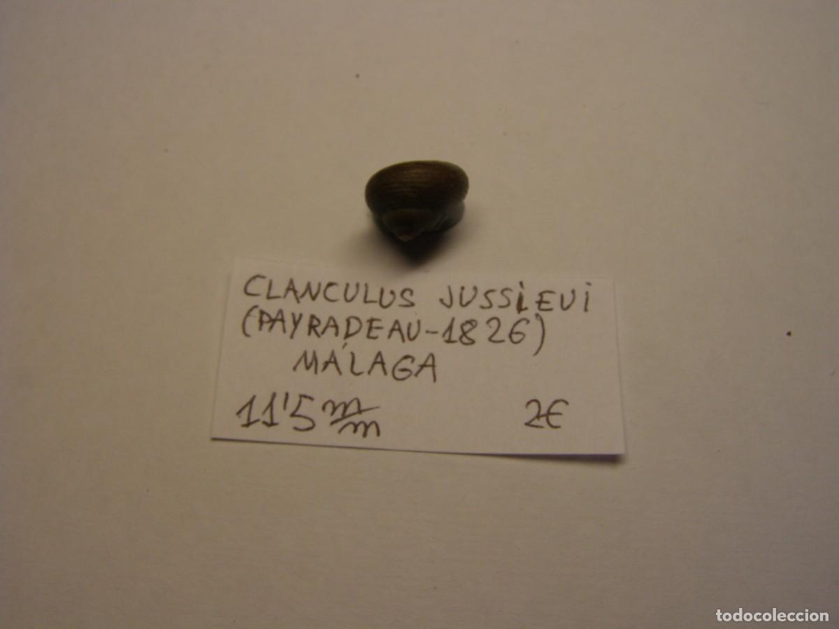 Coleccionismo de moluscos: Caracol snail shell clanculus jussieui. M&aacute;laga. - Foto 2