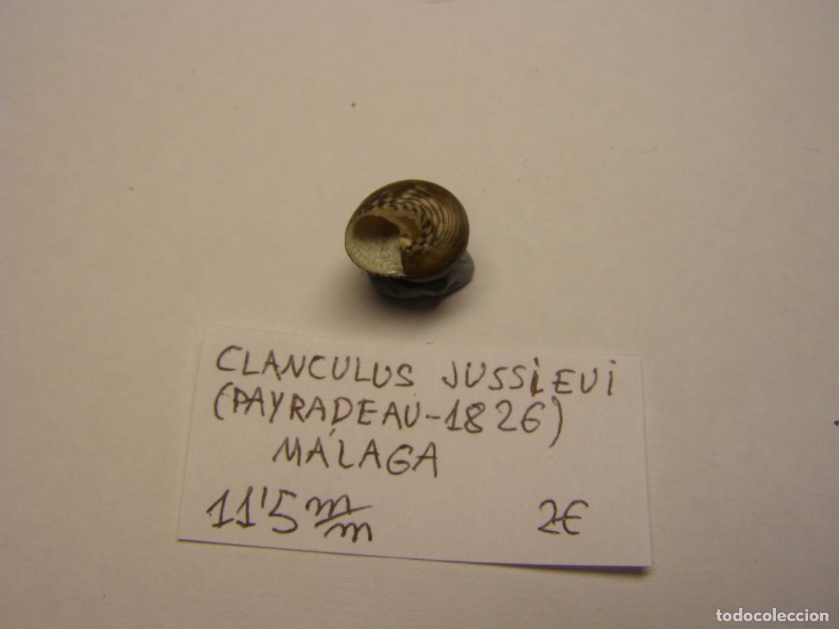 Coleccionismo de moluscos: Caracol snail shell clanculus jussieui. M&aacute;laga. - Foto 3