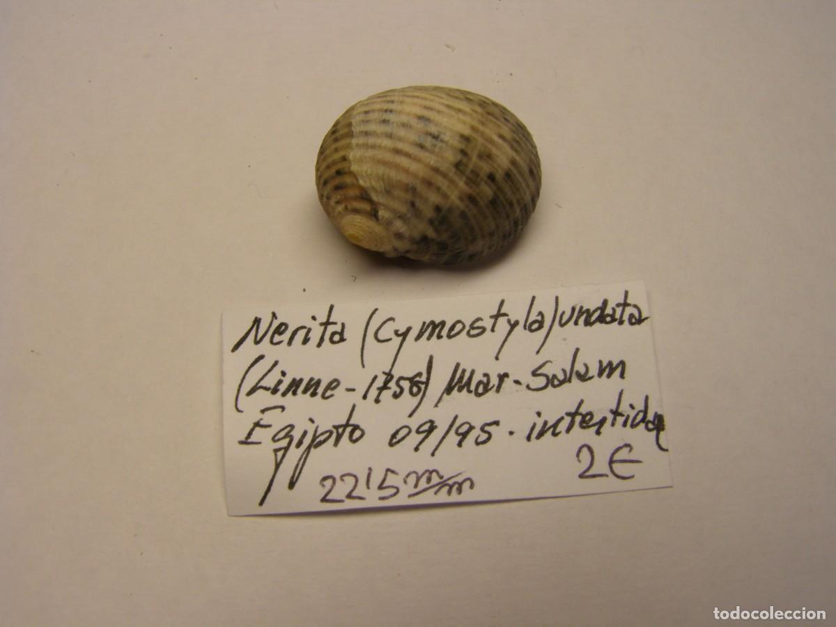 Coleccionismo de moluscos: Caracol snail shell nerita undata. Egipto. - Foto 1