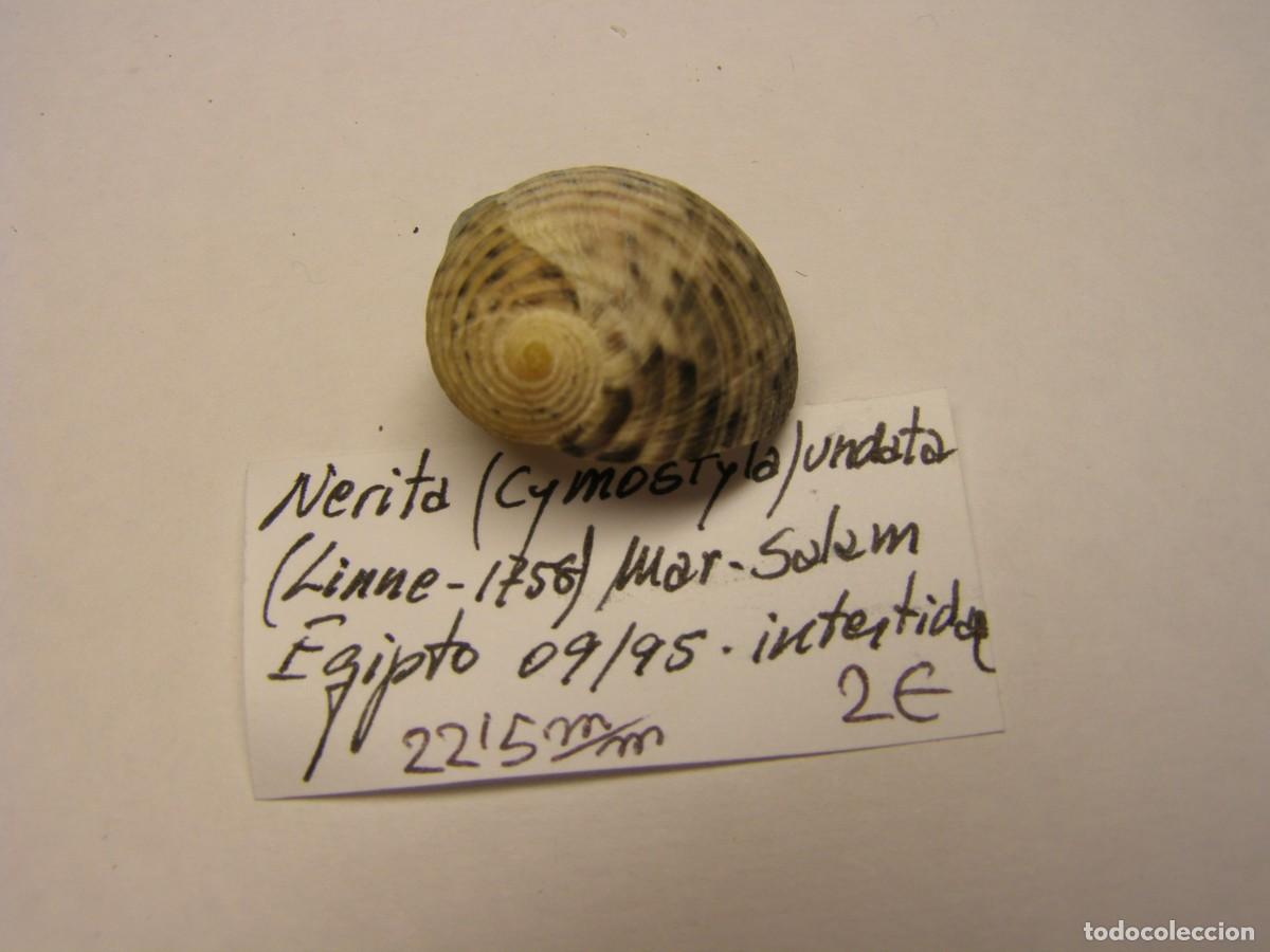 Coleccionismo de moluscos: Caracol snail shell nerita undata. Egipto. - Foto 2