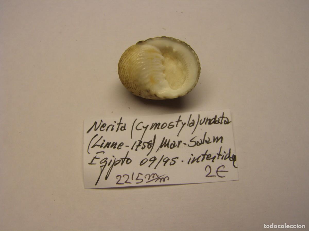 Coleccionismo de moluscos: Caracol snail shell nerita undata. Egipto. - Foto 3