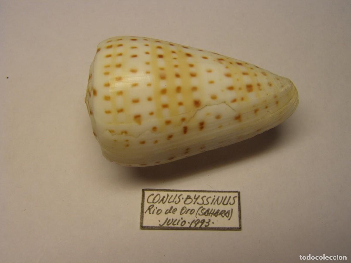 Coleccionismo de moluscos: Caracol snail shell conus byssinus. Sahara. - Foto 1