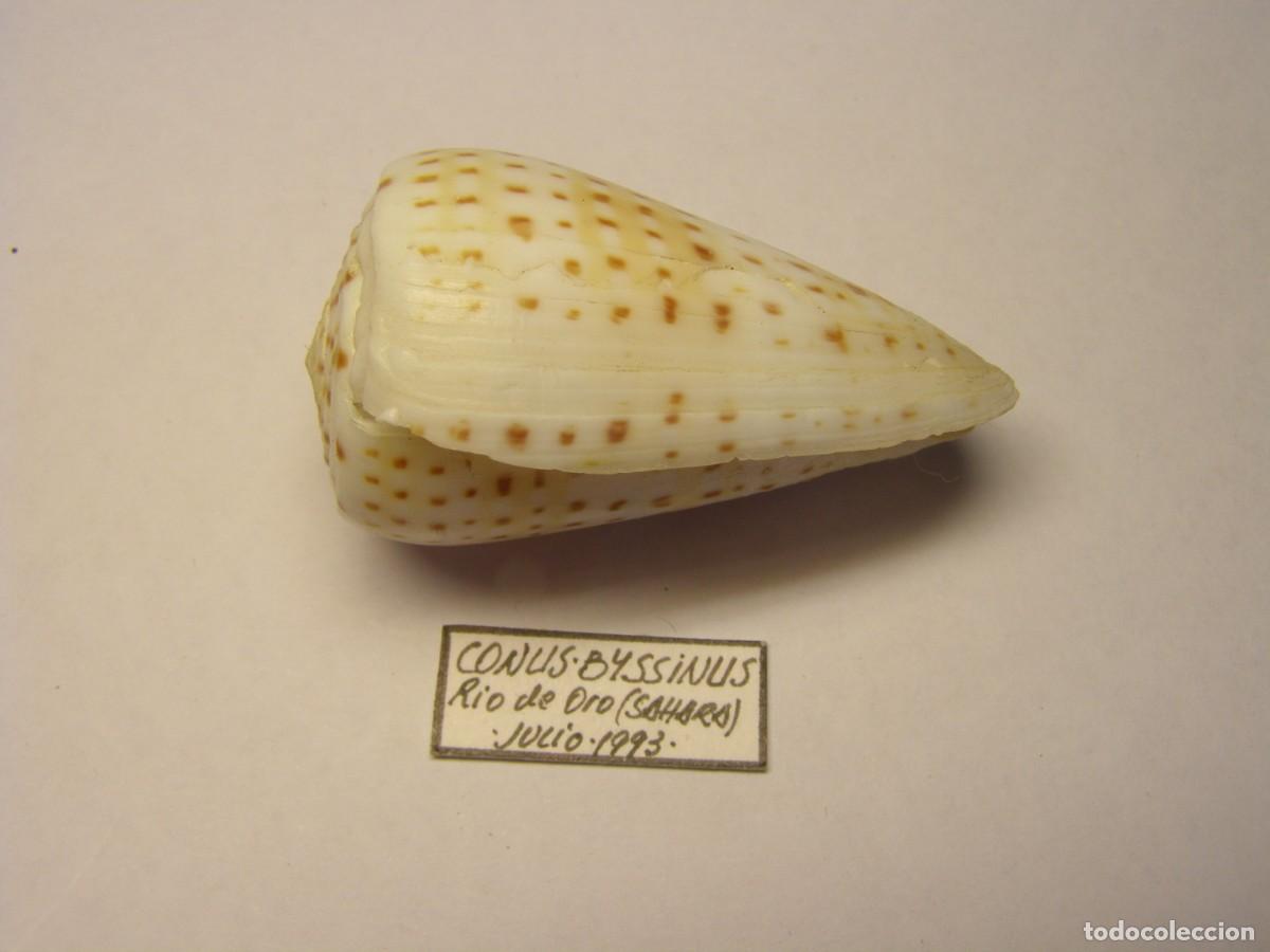 Coleccionismo de moluscos: Caracol snail shell conus byssinus. Sahara. - Foto 2