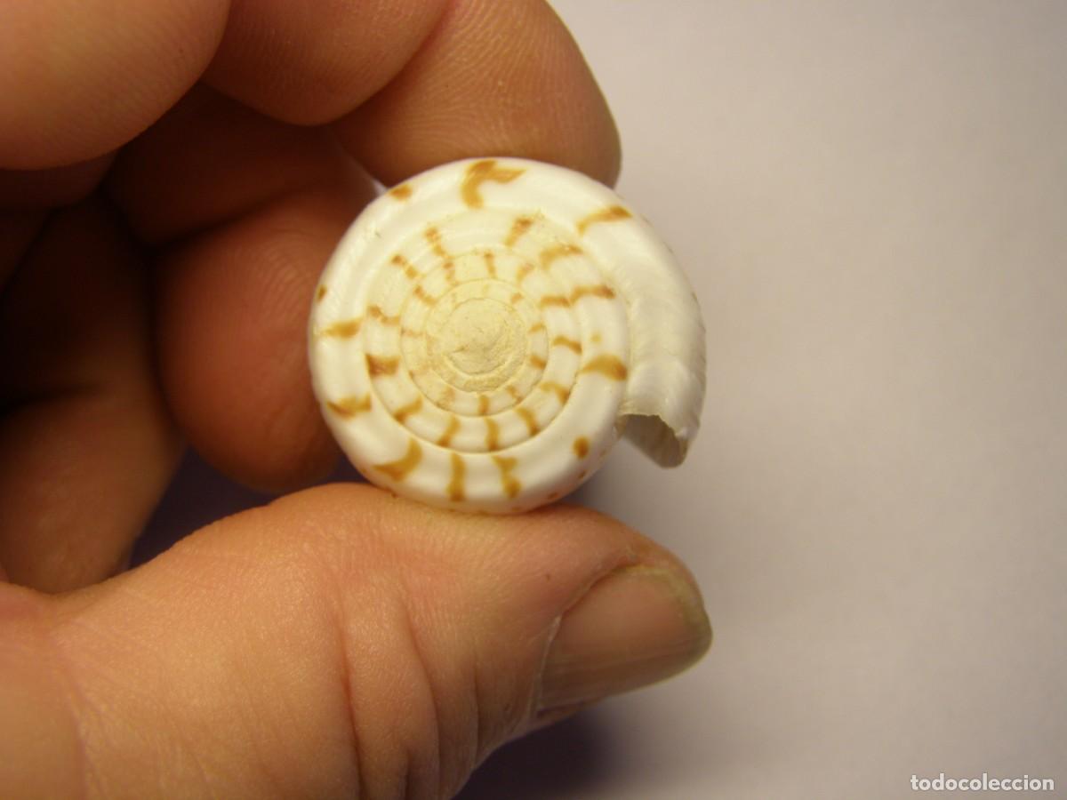 Coleccionismo de moluscos: Caracol snail shell conus byssinus. Sahara. - Foto 3
