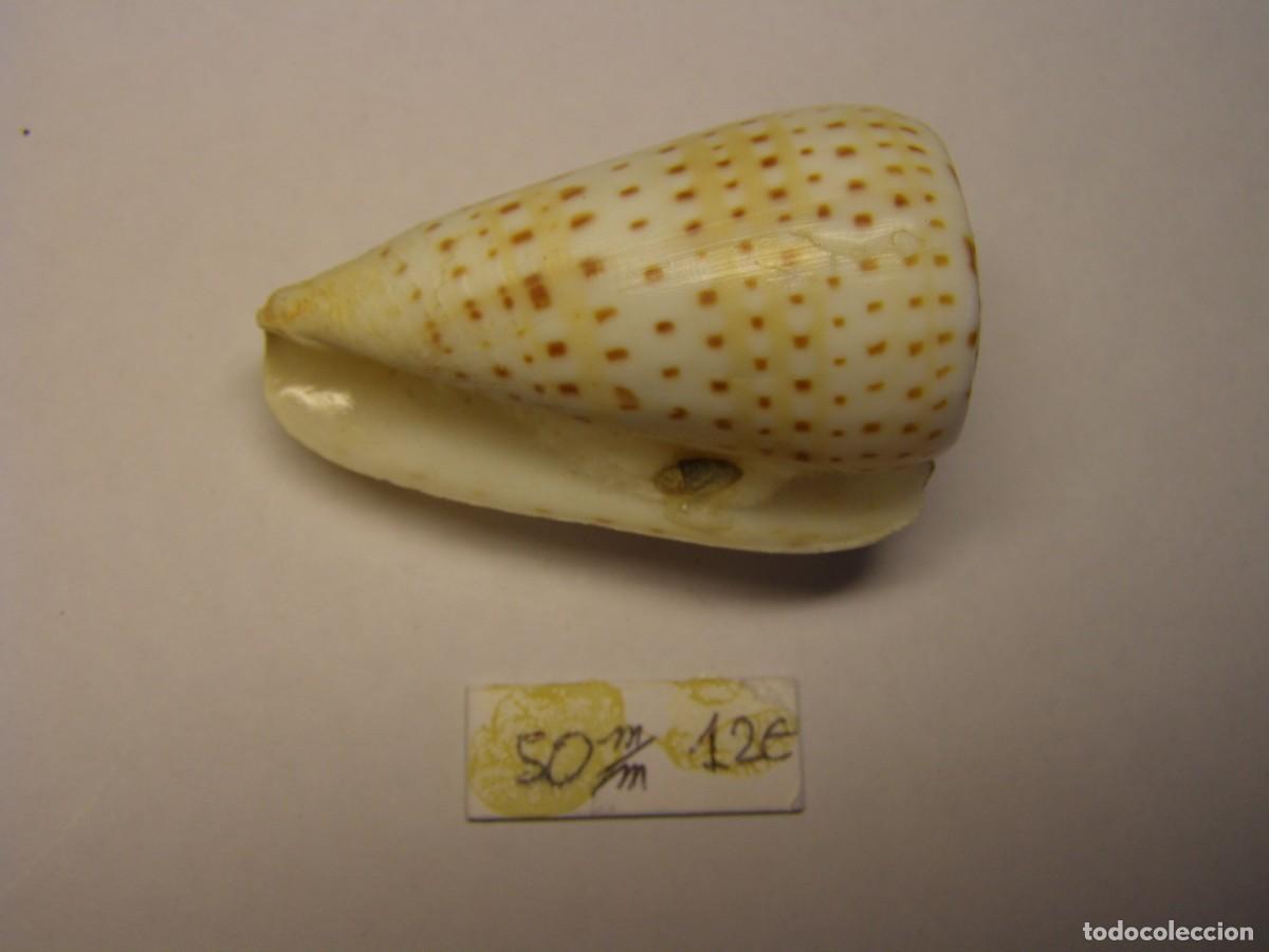 Coleccionismo de moluscos: Caracol snail shell conus byssinus. Sahara. - Foto 4
