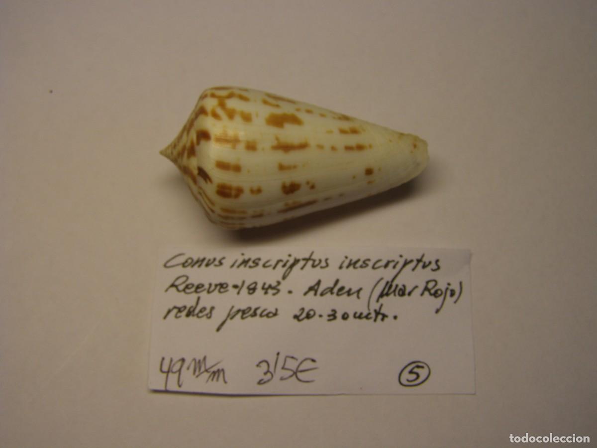 Coleccionismo de moluscos: Caracol snail shell conus inscriptus inscriptus. Mar Rojo. - Foto 1