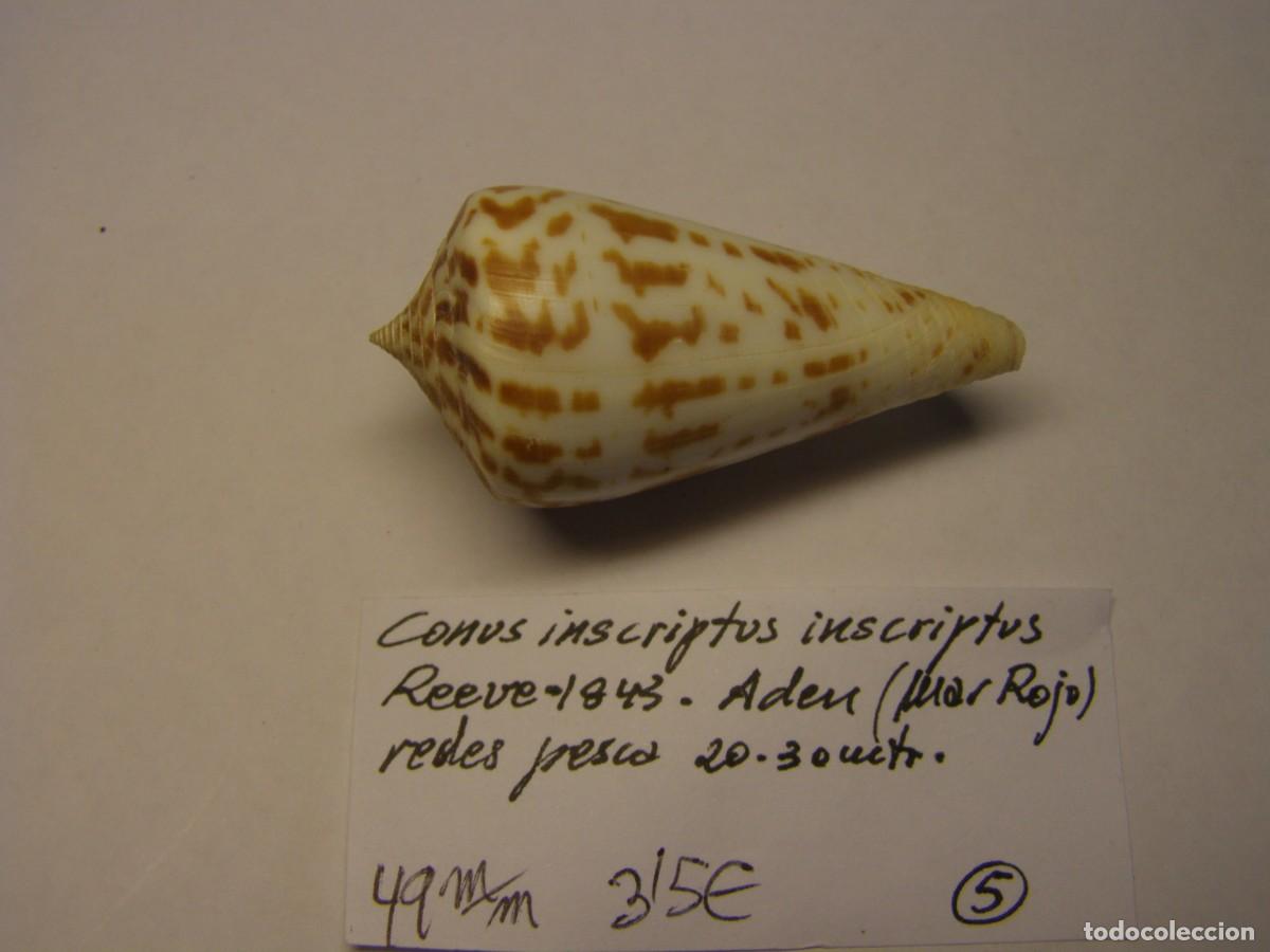 Coleccionismo de moluscos: Caracol snail shell conus inscriptus inscriptus. Mar Rojo. - Foto 2