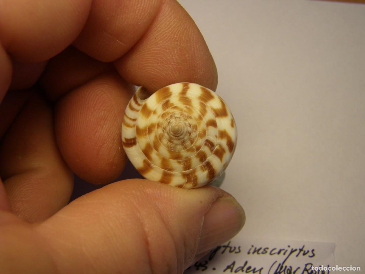 Coleccionismo de moluscos: Caracol snail shell conus inscriptus inscriptus. Mar Rojo. - Foto 3