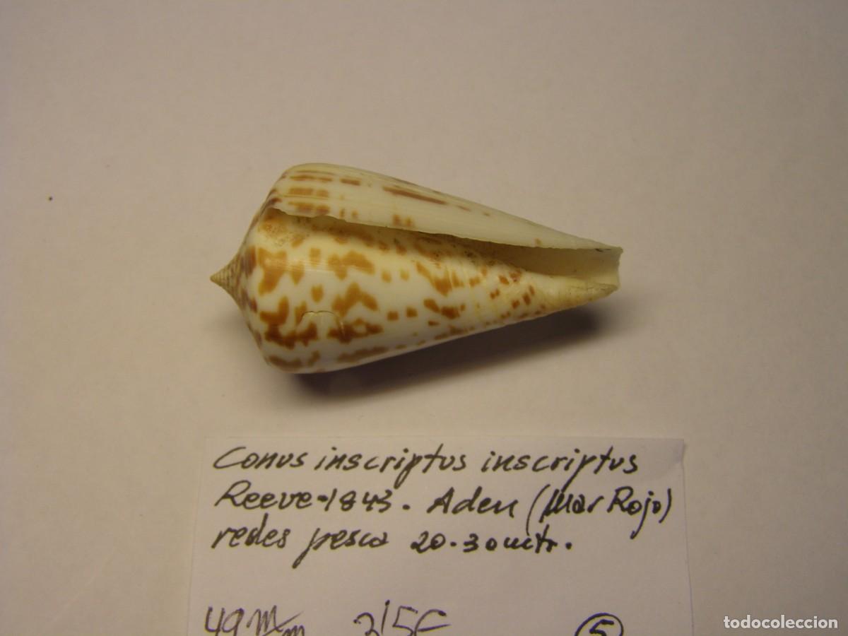 Coleccionismo de moluscos: Caracol snail shell conus inscriptus inscriptus. Mar Rojo. - Foto 4