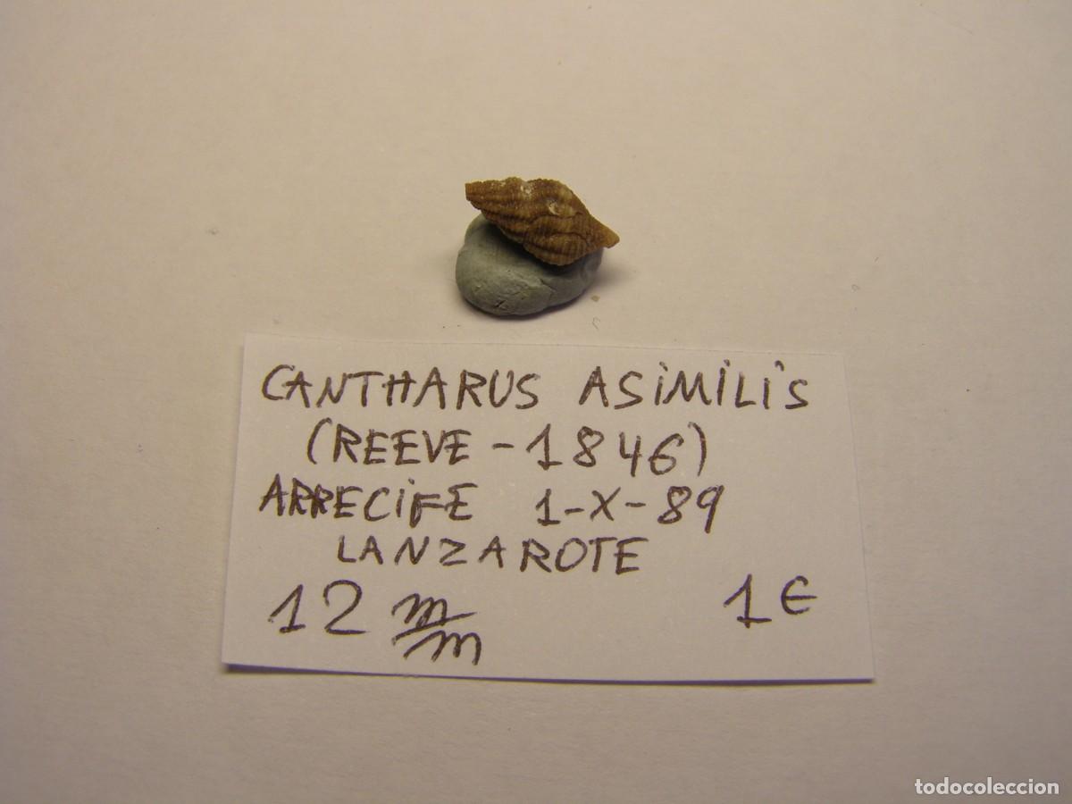 Coleccionismo de moluscos: Caracol snail shell cantharus asimilis. Lanzarote. - Foto 1