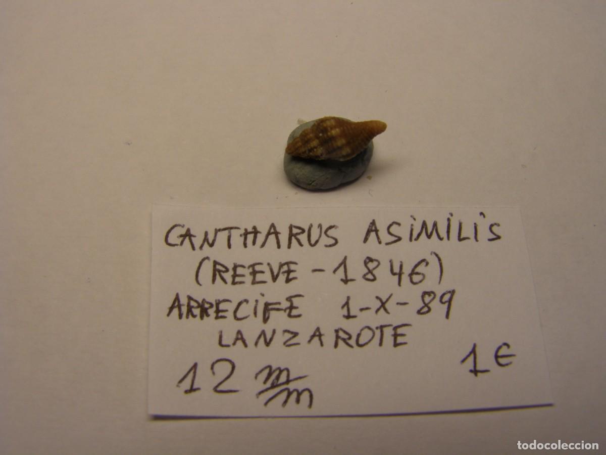 Coleccionismo de moluscos: Caracol snail shell cantharus asimilis. Lanzarote. - Foto 2