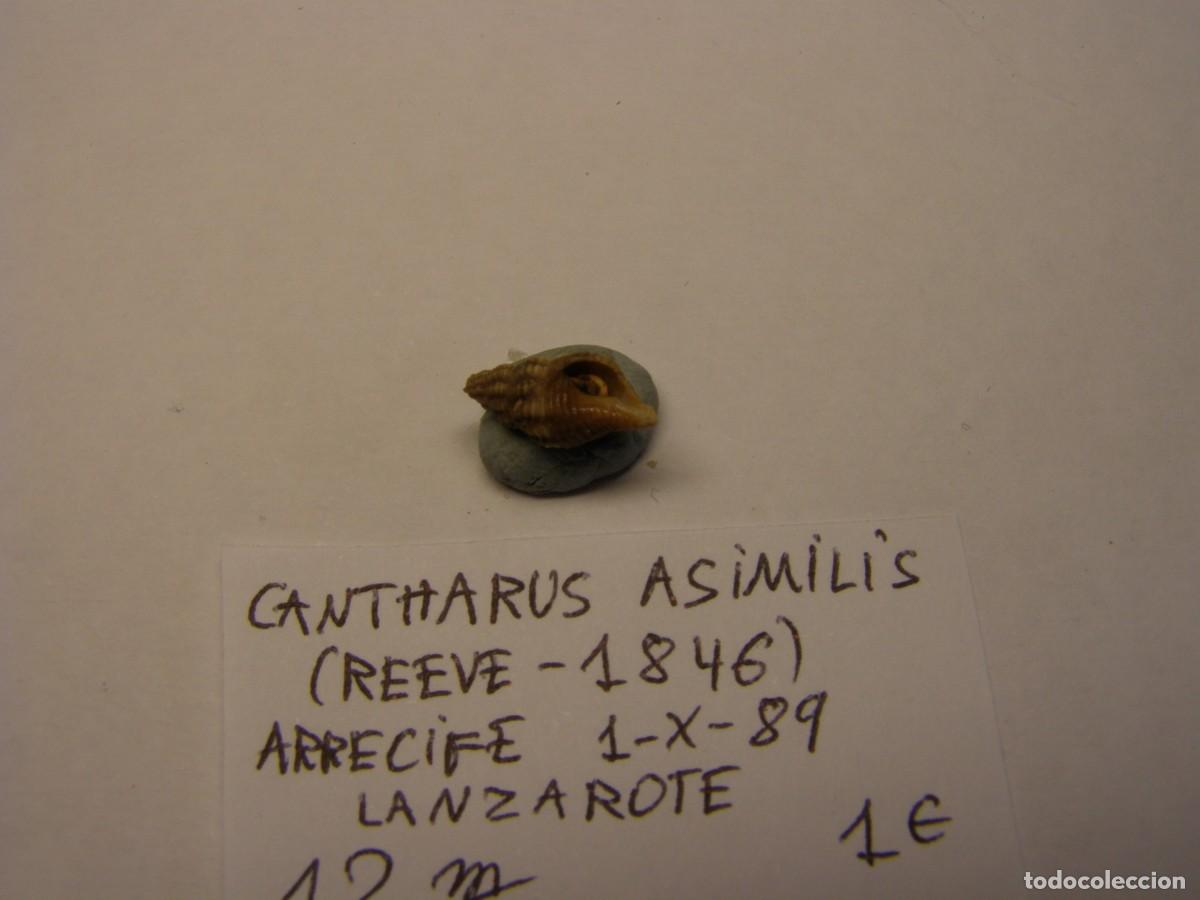 Coleccionismo de moluscos: Caracol snail shell cantharus asimilis. Lanzarote. - Foto 3