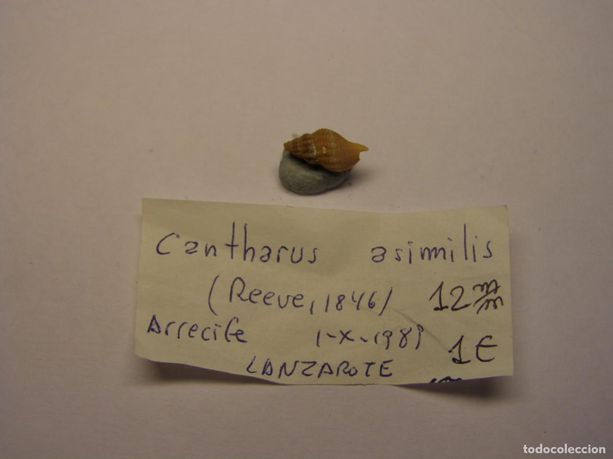 Coleccionismo de moluscos: Caracol snail shell cantharus asimilis. Lanzarote. - Foto 1