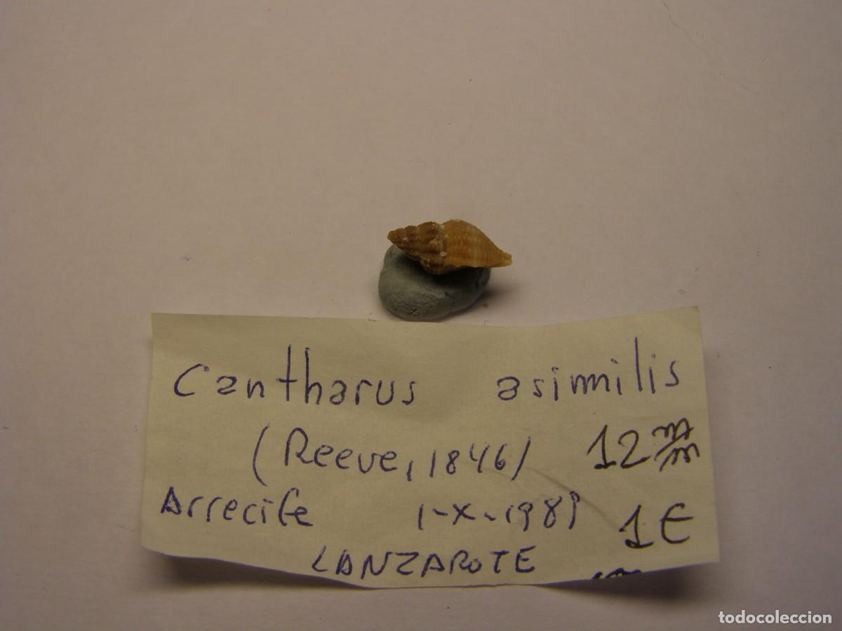 Coleccionismo de moluscos: Caracol snail shell cantharus asimilis. Lanzarote. - Foto 2