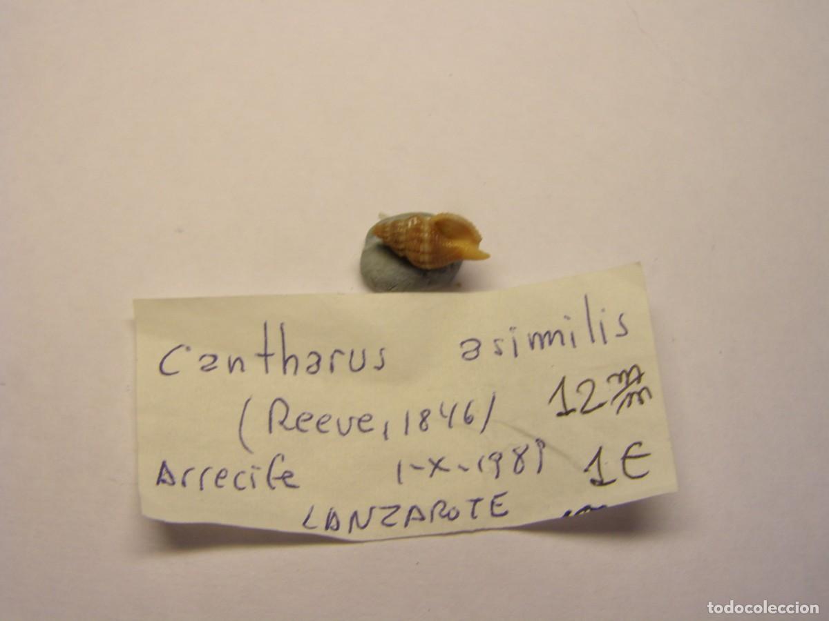 Coleccionismo de moluscos: Caracol snail shell cantharus asimilis. Lanzarote. - Foto 3