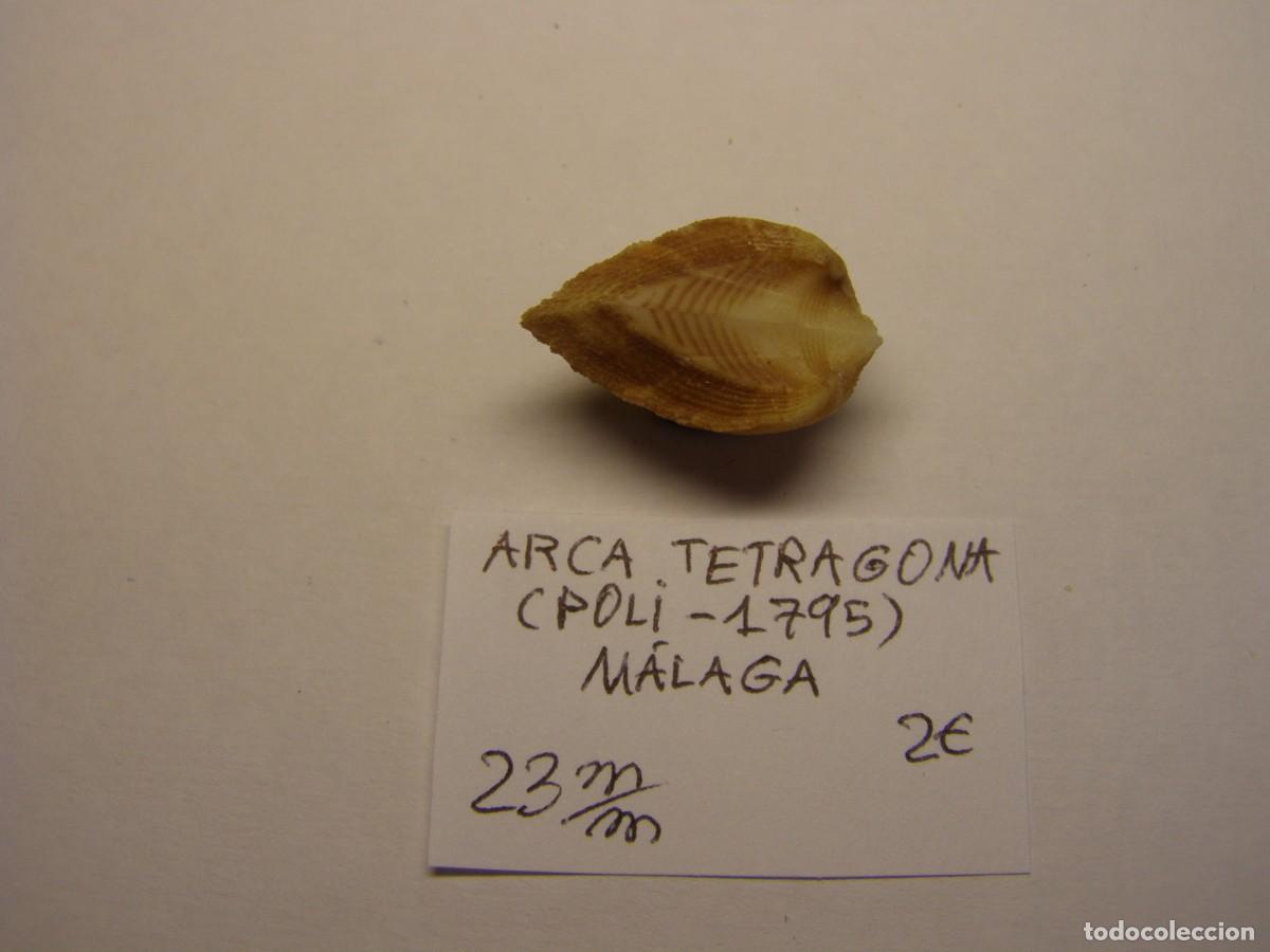 Coleccionismo de moluscos: Bivalvo shell arca tetragona. M&aacute;laga. - Foto 1