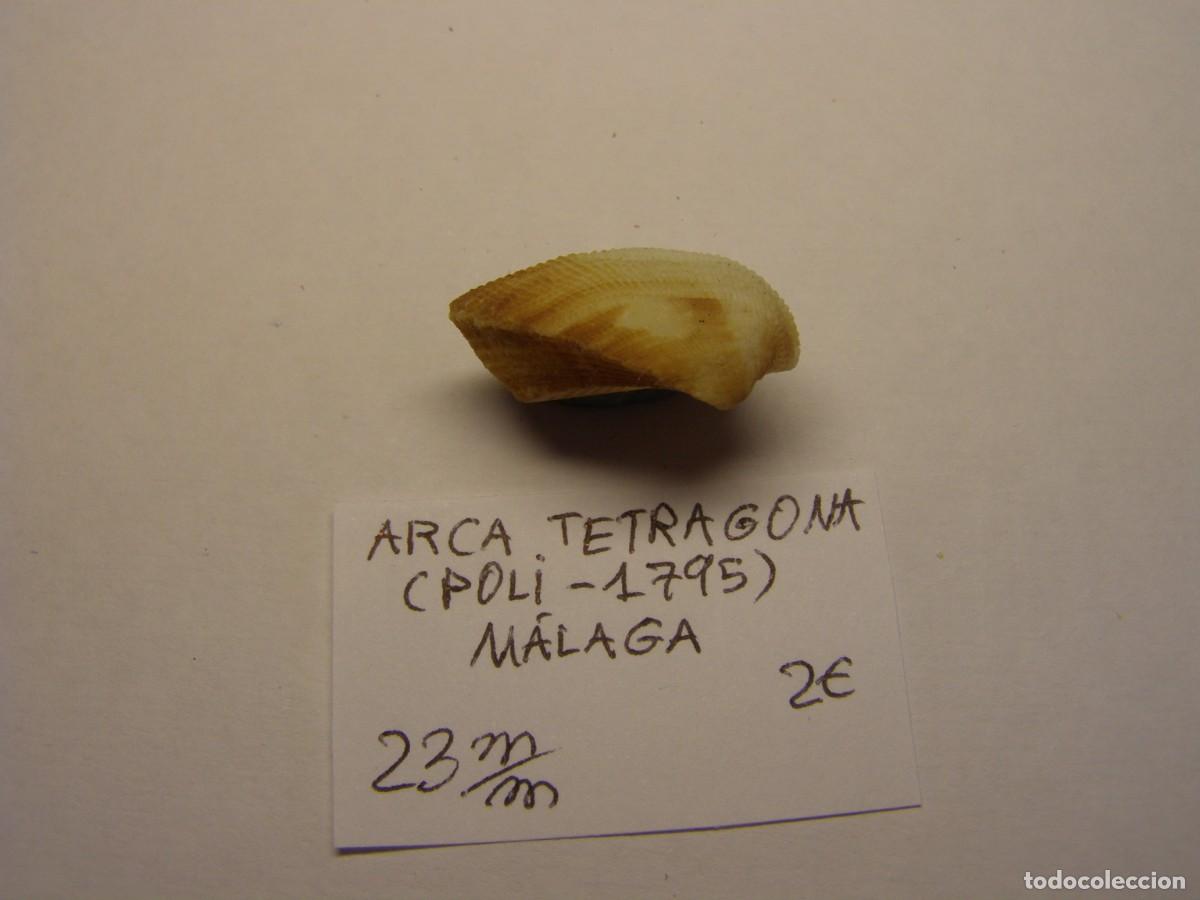 Coleccionismo de moluscos: Bivalvo shell arca tetragona. M&aacute;laga. - Foto 2