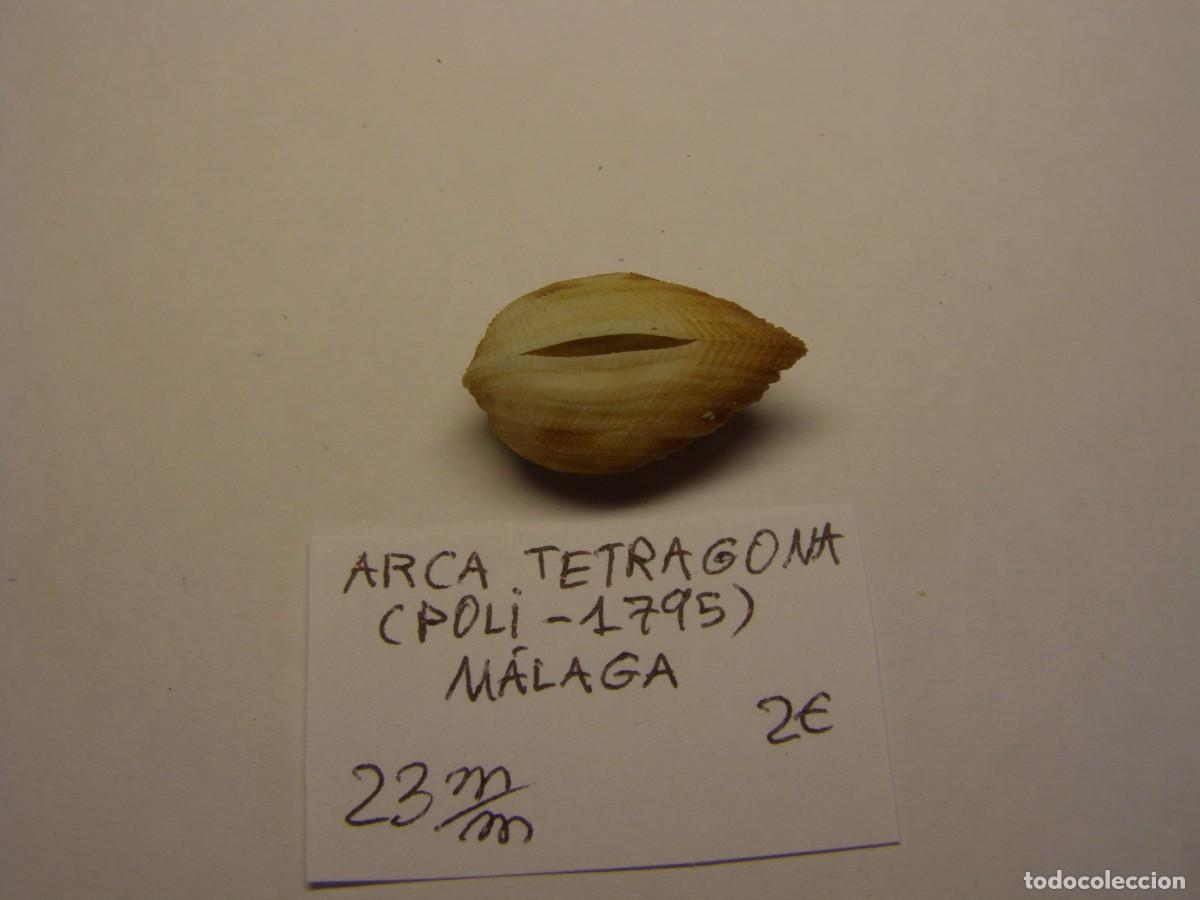 Coleccionismo de moluscos: Bivalvo shell arca tetragona. M&aacute;laga. - Foto 3