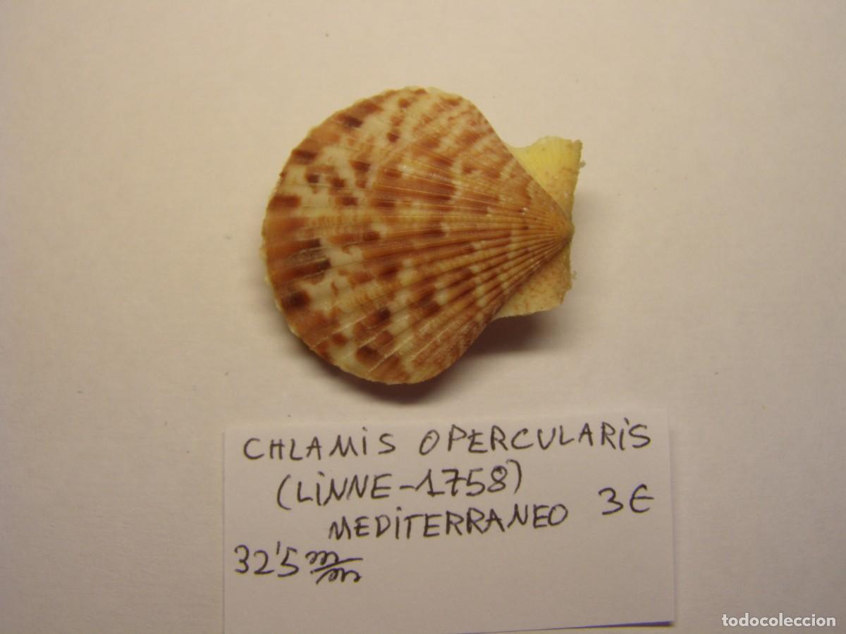 Coleccionismo de moluscos: Bivalvo shell chlamys opercularis. Mediterraneo. - Foto 1