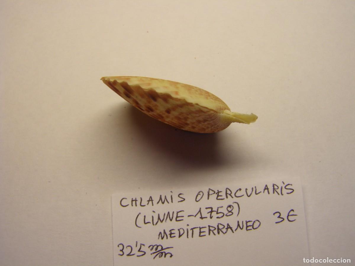 Coleccionismo de moluscos: Bivalvo shell chlamys opercularis. Mediterraneo. - Foto 2