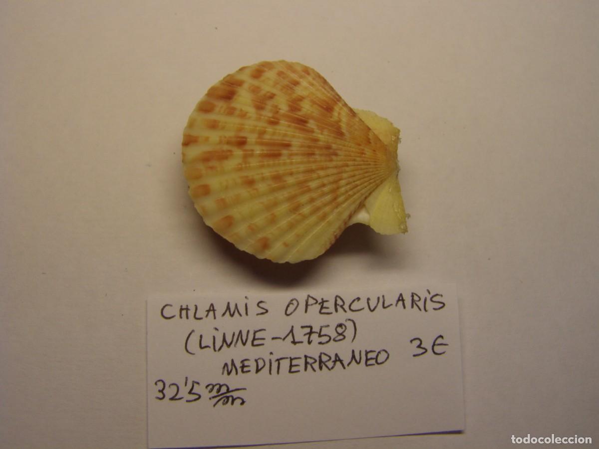 Coleccionismo de moluscos: Bivalvo shell chlamys opercularis. Mediterraneo. - Foto 3