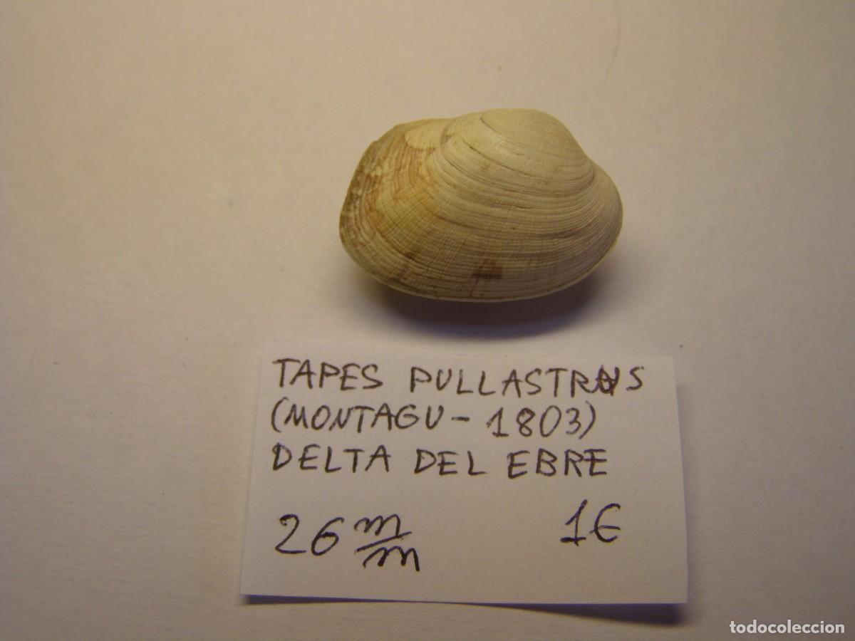 Coleccionismo de moluscos: Bivalvo shell tapes pullastrus. Delta del Ebro. - Foto 1