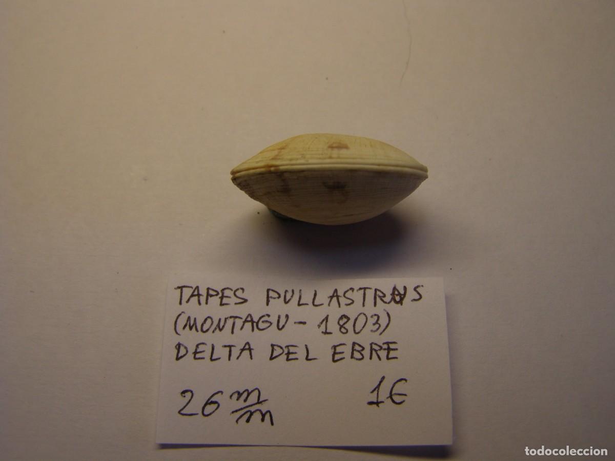 Coleccionismo de moluscos: Bivalvo shell tapes pullastrus. Delta del Ebro. - Foto 2