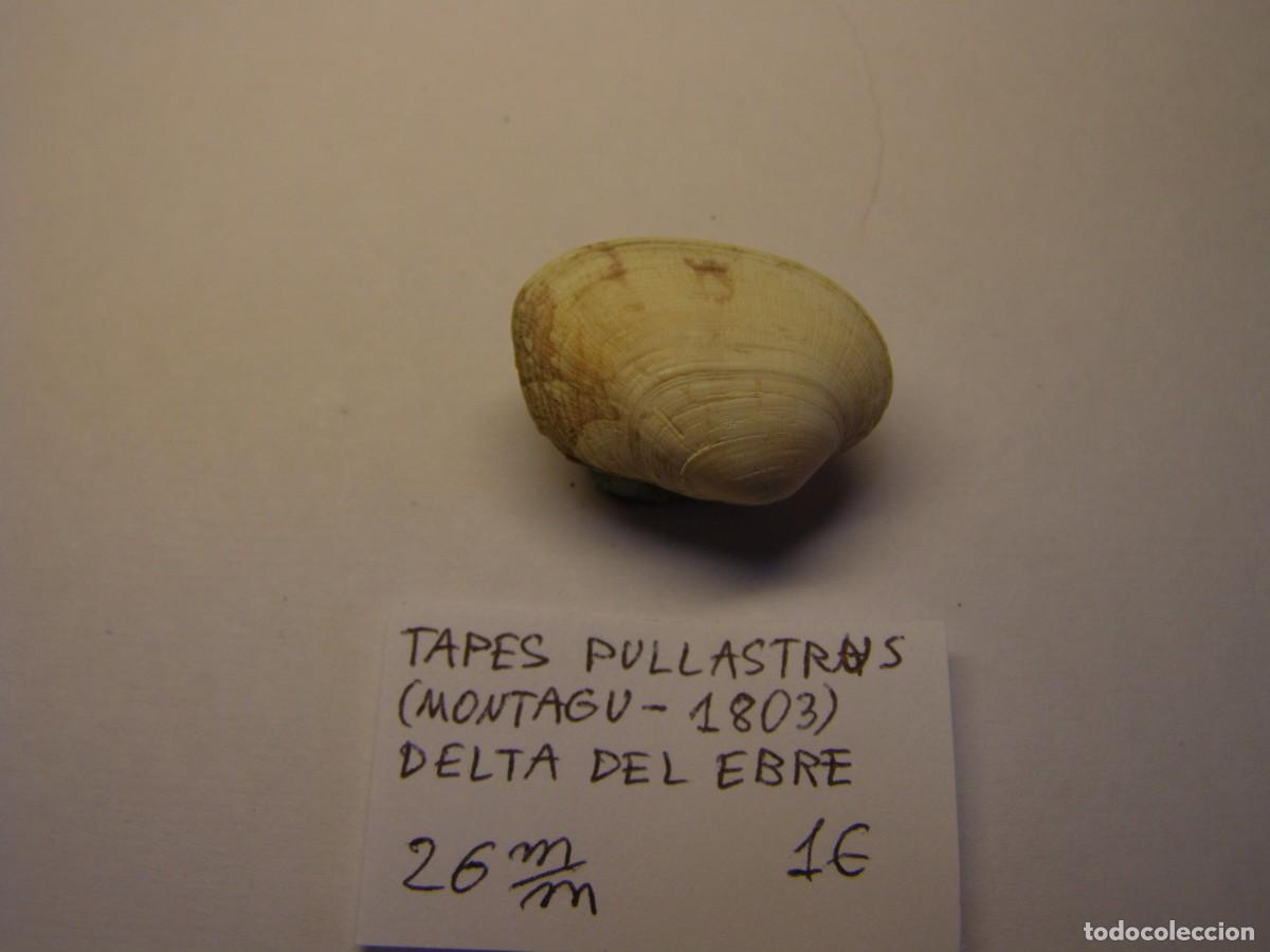 Coleccionismo de moluscos: Bivalvo shell tapes pullastrus. Delta del Ebro. - Foto 3