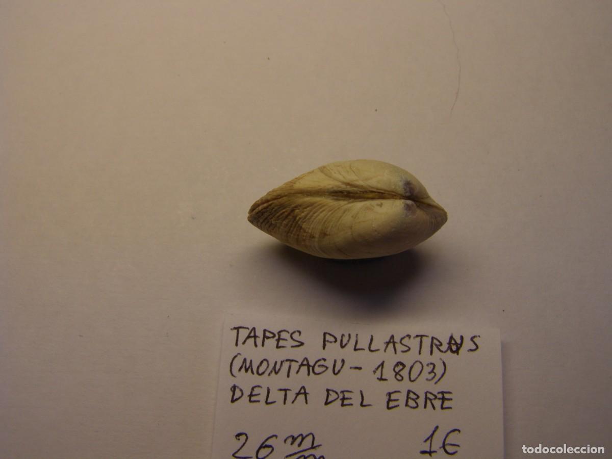 Coleccionismo de moluscos: Bivalvo shell tapes pullastrus. Delta del Ebro. - Foto 4