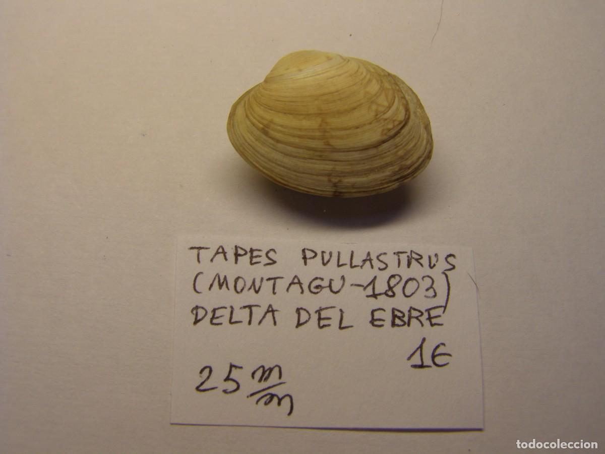 Coleccionismo de moluscos: Bivalvo shell tapes pullastrus. Delta del Ebro. - Foto 1