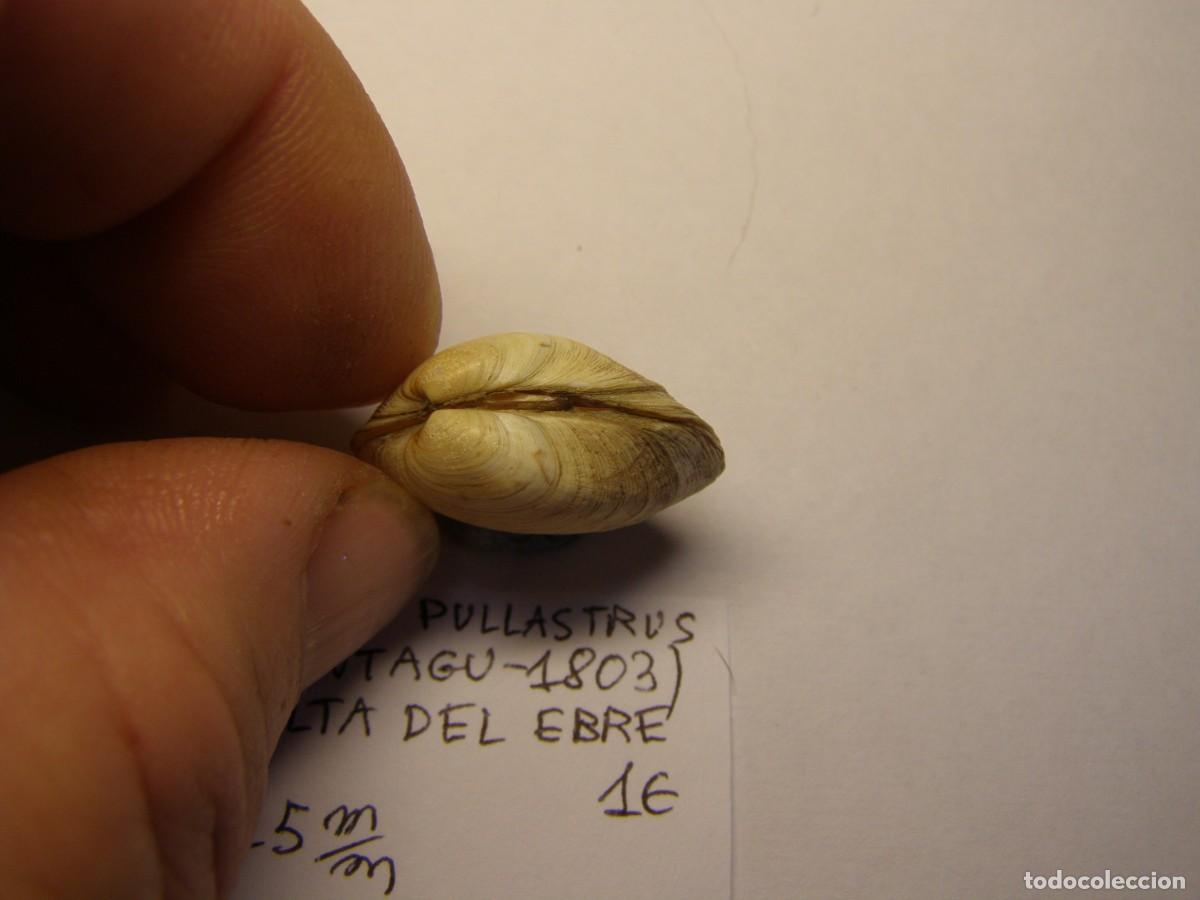 Coleccionismo de moluscos: Bivalvo shell tapes pullastrus. Delta del Ebro. - Foto 2