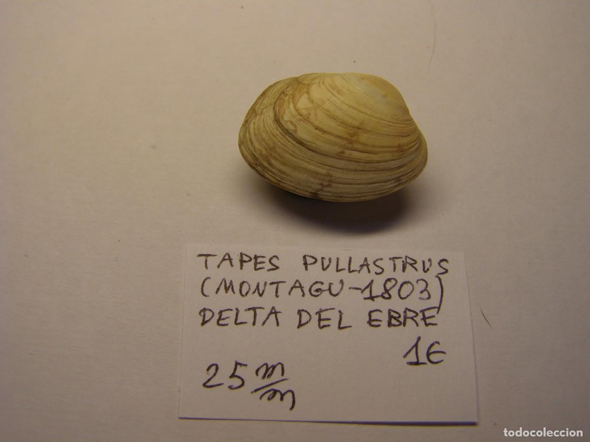 Coleccionismo de moluscos: Bivalvo shell tapes pullastrus. Delta del Ebro. - Foto 3