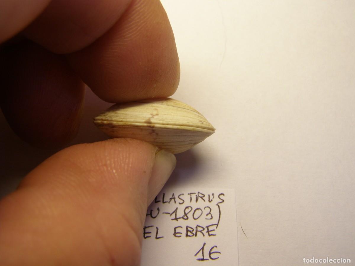 Coleccionismo de moluscos: Bivalvo shell tapes pullastrus. Delta del Ebro. - Foto 4
