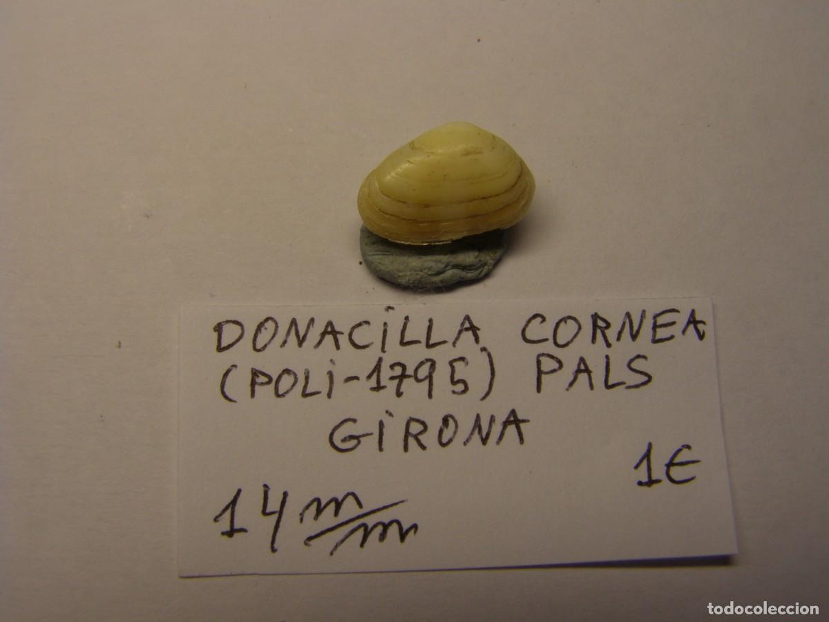 Coleccionismo de moluscos: Bivalvo shell donacilla cornea. Girona. - Foto 1