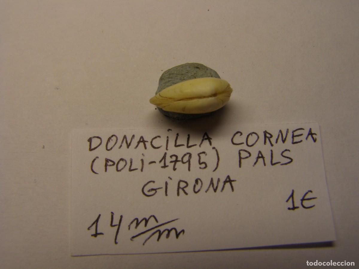 Coleccionismo de moluscos: Bivalvo shell donacilla cornea. Girona. - Foto 2