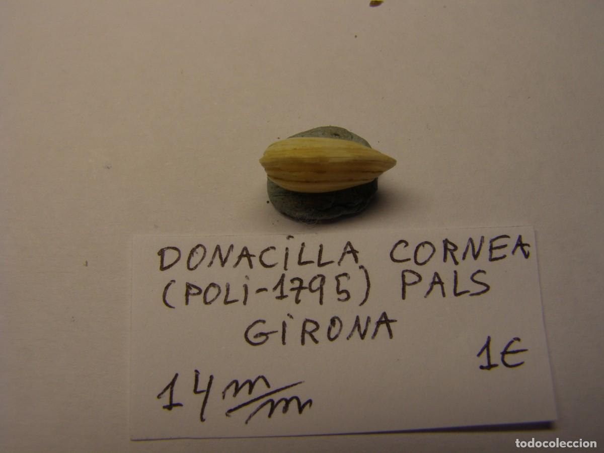 Coleccionismo de moluscos: Bivalvo shell donacilla cornea. Girona. - Foto 3