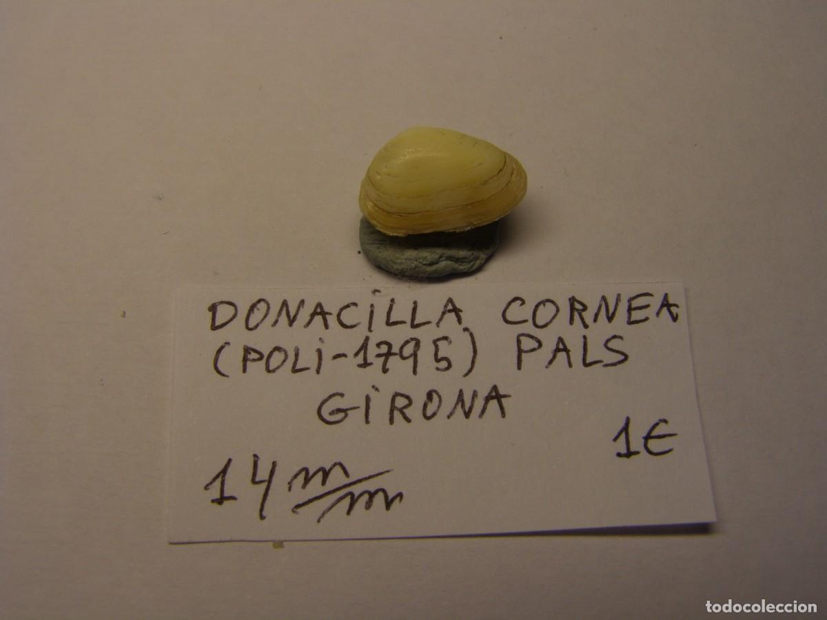 Coleccionismo de moluscos: Bivalvo shell donacilla cornea. Girona. - Foto 4