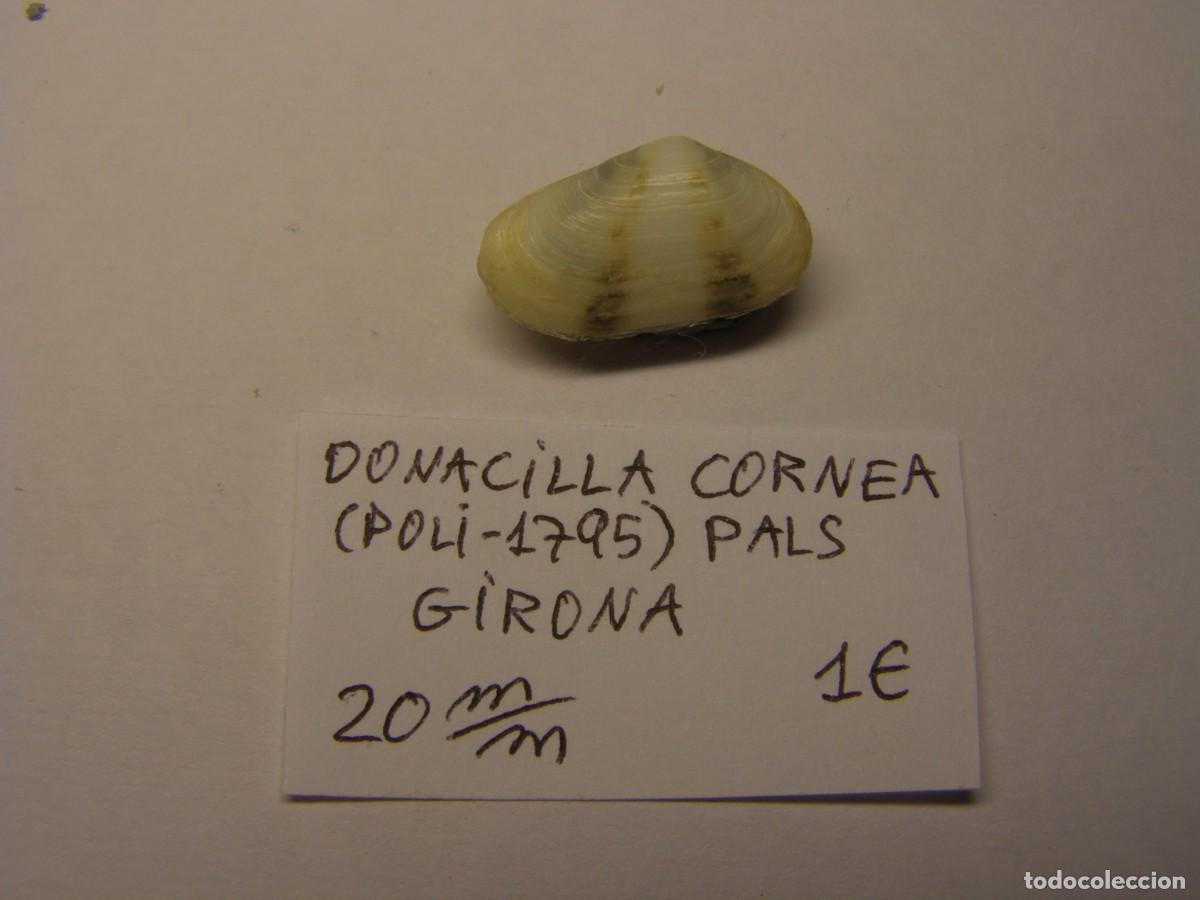Coleccionismo de moluscos: Bivalvo shell donacilla cornea. Girona. - Foto 1