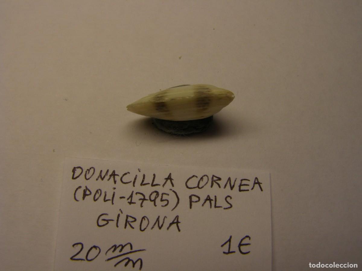 Coleccionismo de moluscos: Bivalvo shell donacilla cornea. Girona. - Foto 2